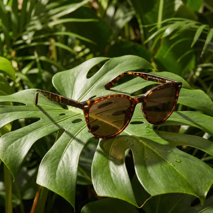 Lentes sol Henua polarizados bio-acetato carey composicion botanica monstera tropical biodegradable Bonoboss #editorial_grid2 #color_carey