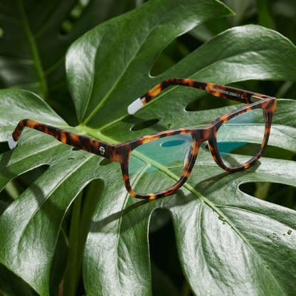 Lentes ópticos Canelo Carey entre hojas botánicas naturales diseño sustentable Bonoboss #editorial_sustentabilidad #color_carey